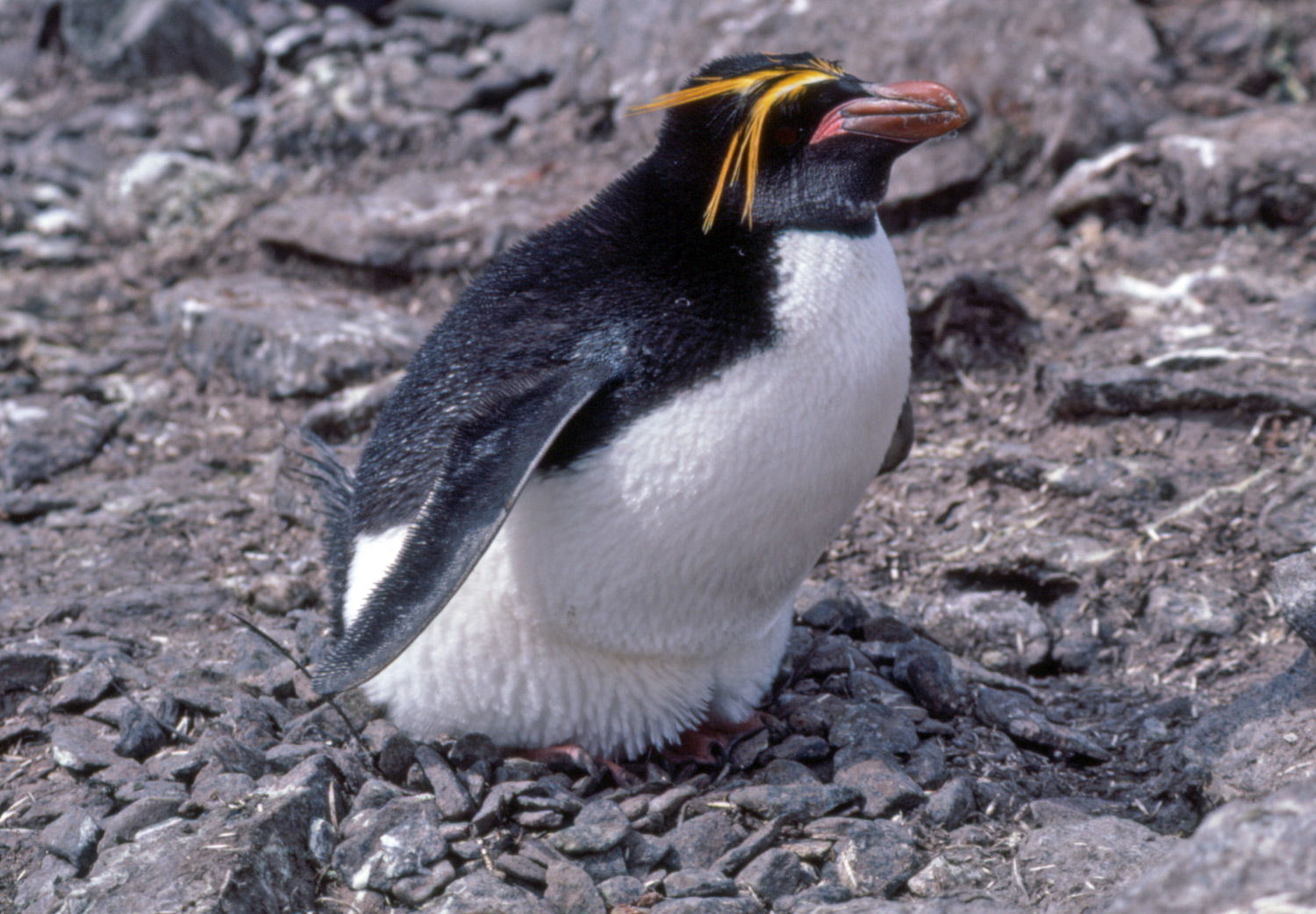 பெண் குயின் (Penguin) படங்கள். - Page 3 Macaroni_penguin1