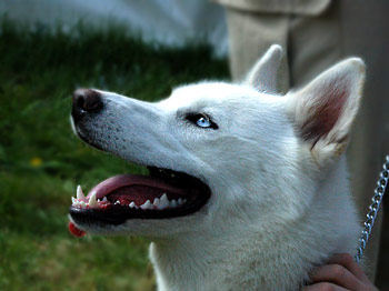 كلاب الهاسكي husky dogs Siberian-husky