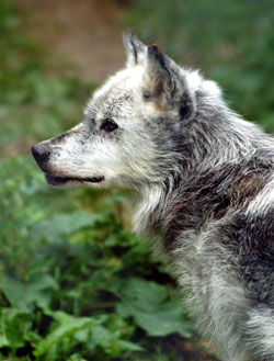 aurait besoin de photos Canadian-timber-wolf