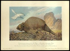 bộ sưu tập Khủng long cho những người yêu thích _F_John_Series_1_Archeopteryx_and_Glyptodont_card_8