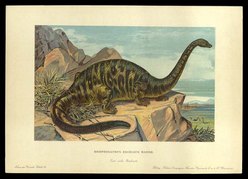 bộ sưu tập Khủng long cho những người yêu thích _F_John_Series_1_Brontosaurus_card_25