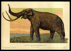 bộ sưu tập Khủng long cho những người yêu thích _F_John_Series_2_Woolly_Mammoth_card_23