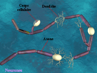 la system nerveux Neurones