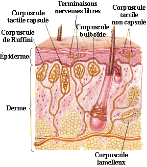 ....GRAMAAIRE.....Les 5 sensations...et les organes sensoriels Peau2