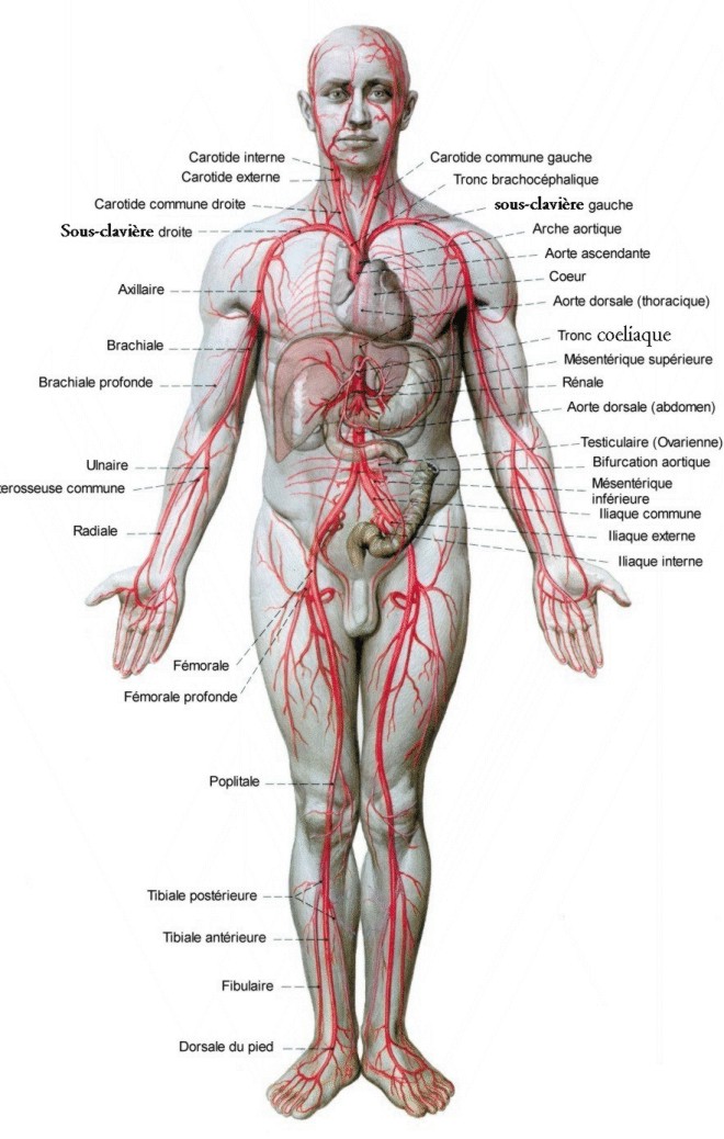 biologie Corps_arteres_full