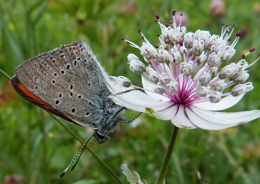 BEAUX PAPILLONS (Photos + citations!!) Heodes_tithyrus_subalpinus%20%284%29