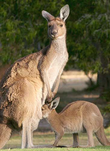 L'enciclopedia fotografica degli animali CANGURO