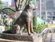 Hachiko. Esce il film nelle sale e nasce il problema 2547180--180x140