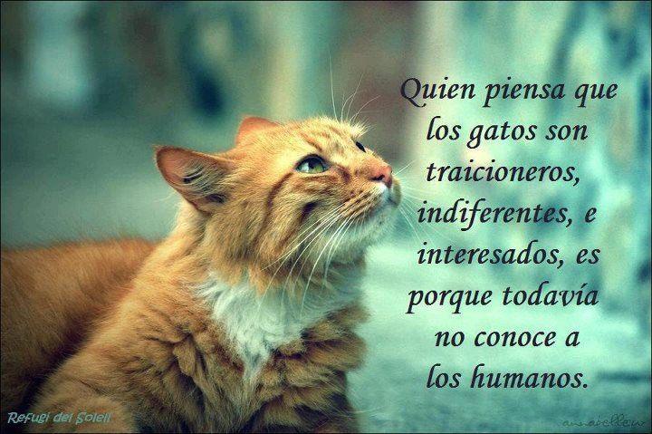  CITAS CELEBRES, DESMOTIVACIONES...... - Página 15 Quien-piensa-que-los-gatos-son-traicioneros-indiferentes-e-interesados-es-porque-todavia-no-conoce-a-los-humanos