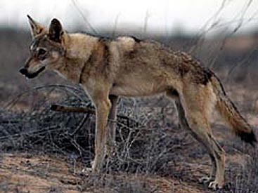 Der Arabische Wolf Arabwolf5a