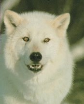 Wolf Breed Guide Arcwolf6
