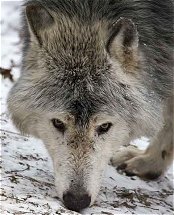 Wolf Breed Guide Etw00