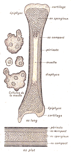 Tissu osseux  PizonH026