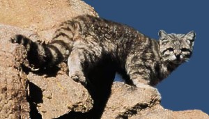 gato - Gato Andino Andean_cat2