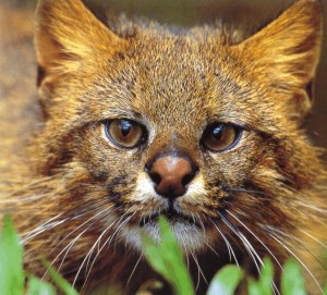 Ravens Cats Pampas_cat