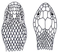 Les Serpent comment les reconnaître ?  SERPENTS-dessins