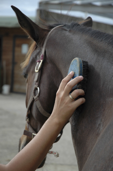 Campement des Auditore da Firenze Brossage-cheval