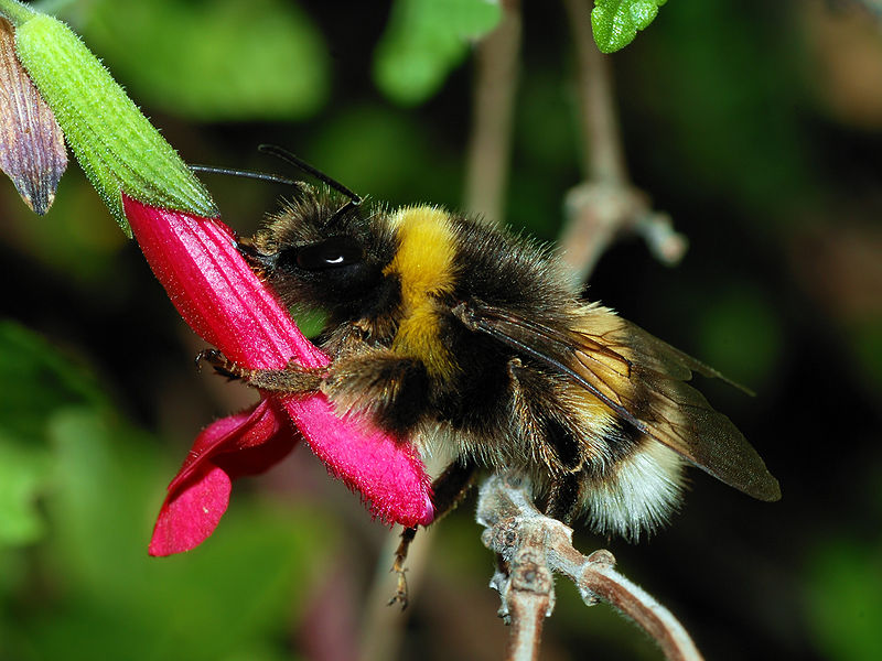 Toxic Pesticides and the Flight of The Bumblebee Bumblebee