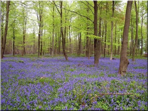 Лилавата поляна Bluebell-carpet-uk-farms