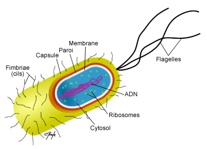 Biologie cellulaire 1 Bacterie