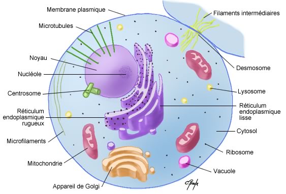 Biologie cellulaire 1 Cellule-animale