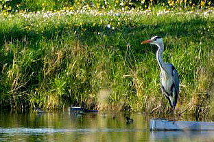 Conseils en photographie Cours_photo_facile_heron-etang