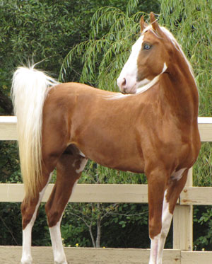 My New Stallions CheyenneGold