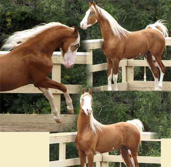 My New Stallions CheyenneGold