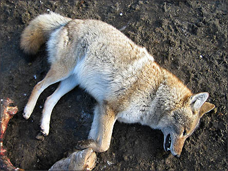 le marché noir. - Page 4 Dead_male_alpha_white_coyote_I