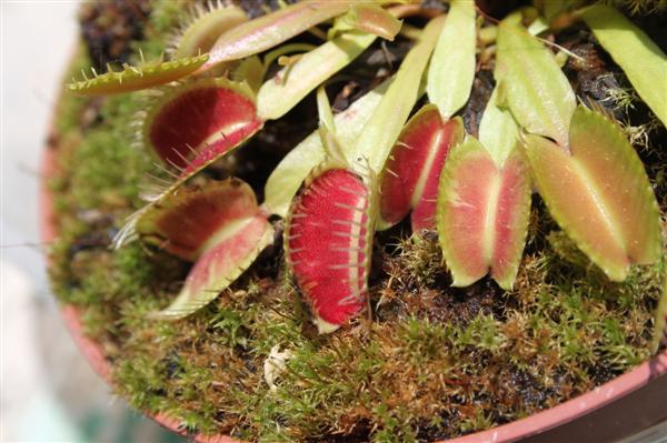 dionaea  Img509mrm