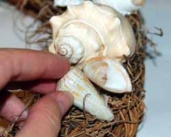 &#4326;**&#4326;&#4326;**    &#4326;**&#4326;&#4326; 76.placing.seashells