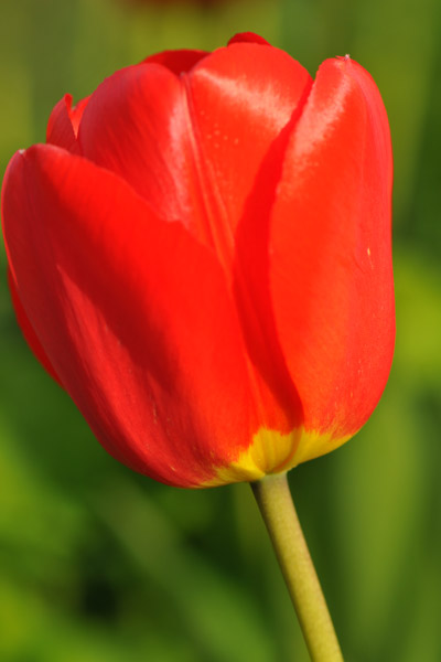 Détente (ou pas) Tulipe_rouge_V1260