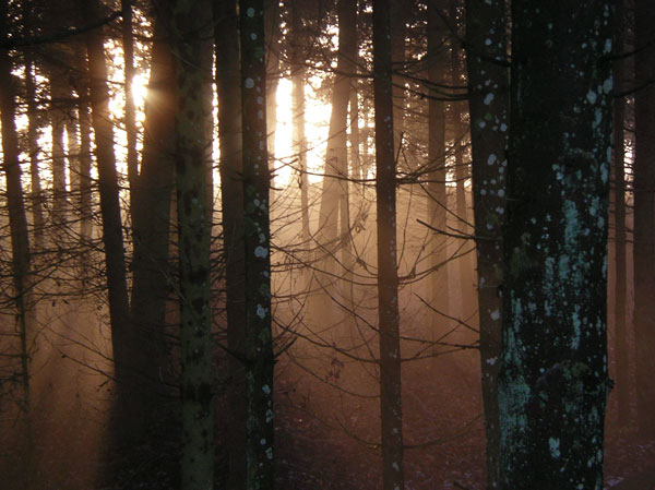 Description Foret-contre-jour