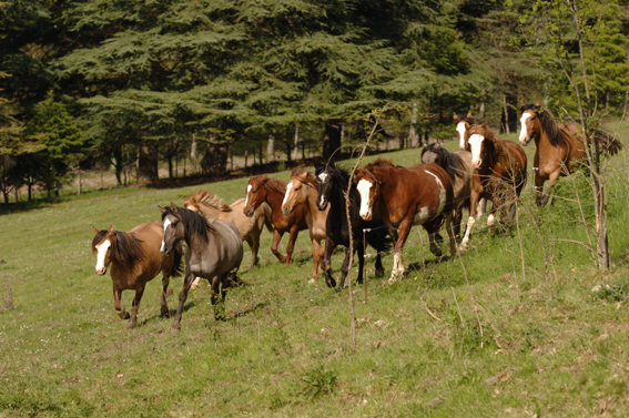 Chevaux sauvages(photo+vidéo) + cheval:LE CRIOLLO-CHILIEN Jeunesjuments