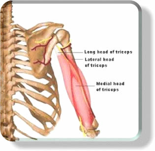 Développement de la longue portion du triceps  Triceps-anatomy