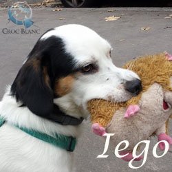 IEGO - x jack russel  3 ans - Asso Croc Blanc  Iego_250x250