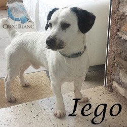 IEGO - x jack russel  3 ans - Asso Croc Blanc  Iego_250x250_1