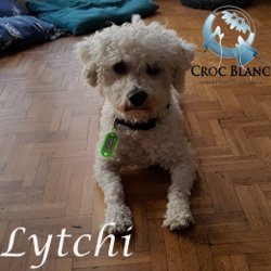 LYTCHI BICHON FRISE 2 ANS 1/2 ASSO CROC BLANC Lytchi_250x250_1