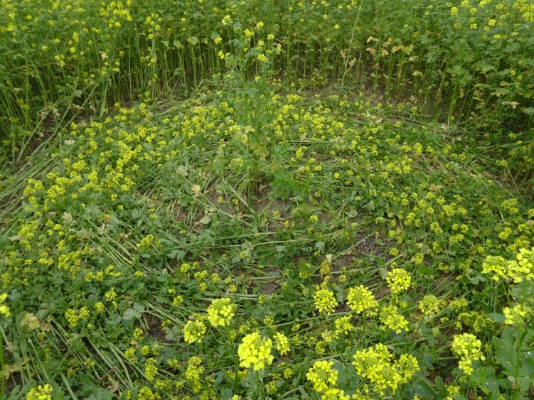 CROP CIRCLE UPDATE : MUSTARD SEED (FAITH) Cir.1%20copy13