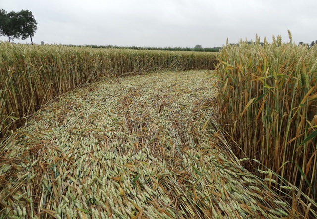 CROP CIRCLE : ROBBERT van den BROEKE ( 8 ) – INFINITY Stand.1111