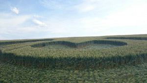 Crop circles in the Czech Republic 2015 and MORE 11053672