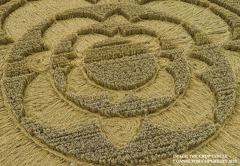 Crop Circle ~ Furzefield Shaw, Nr Merstham, Surrey, United Kingdom. G0010571bKKbb