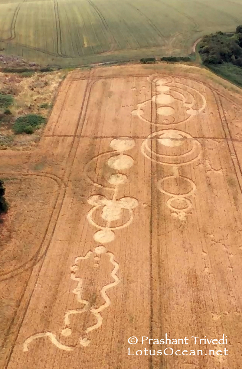 Crop Circles 2016 ~ 3 New in the UK Grown_essex04