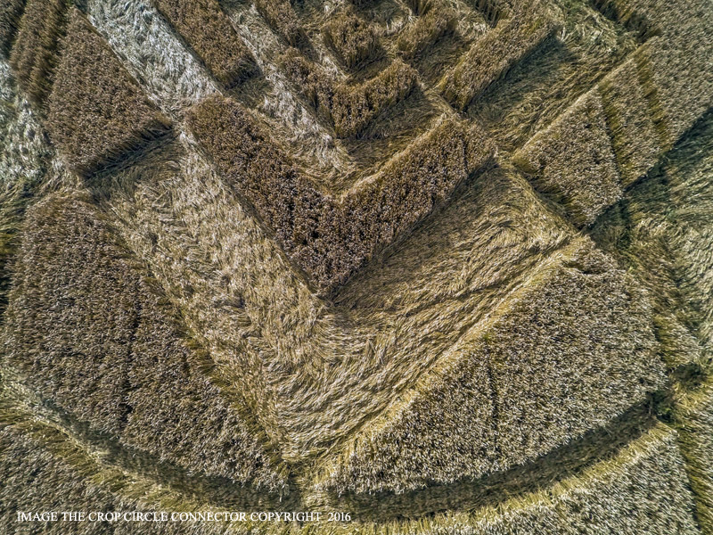 Crop Circles 2016 ~  Sparticles Wood, Nr Chaldon, Surrey G0086782bbb