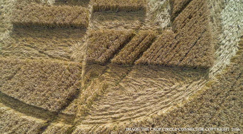 Crop Circles 2016 ~  Sparticles Wood, Nr Chaldon, Surrey G0086785bbb