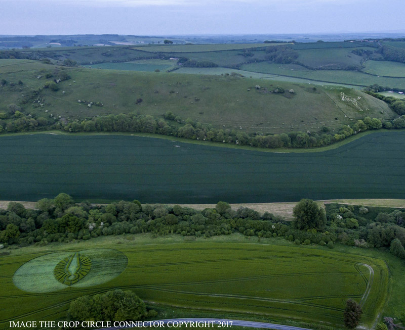 Crop Circle ~ Cerne Abbas Giant, Nr Minterne Magna, Dorset. Reported 22nd May 2017 0006bbb