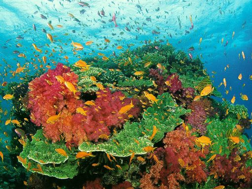 Photo de Sous l'Eau Coraux-poissons