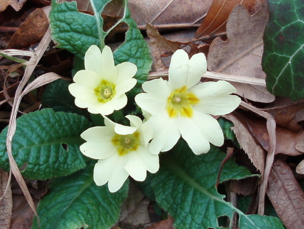 Jagorčevina, jaglac, primula... Obicni_jaglac_Primula_vulgaris_%20prkosi_hladnoci-Ravna_gora