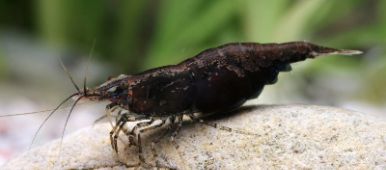 Crevette Néocaridina Thumbs_neocaridina-heteropoda-black-fire