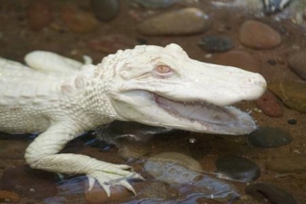 Cerf Blanc Albinobrazil